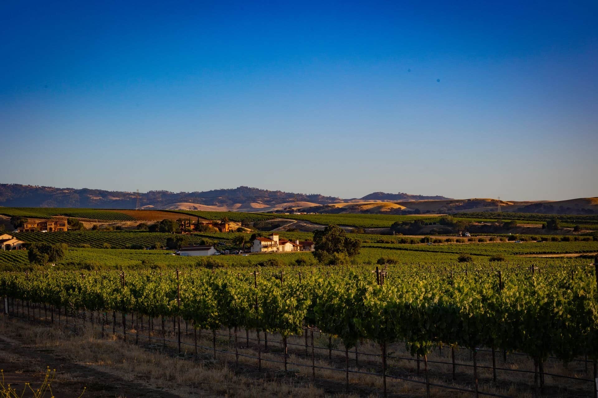 Rows of vineyards below rolling hills under a clear sky in the Livermore Valley near Pleasanton, California