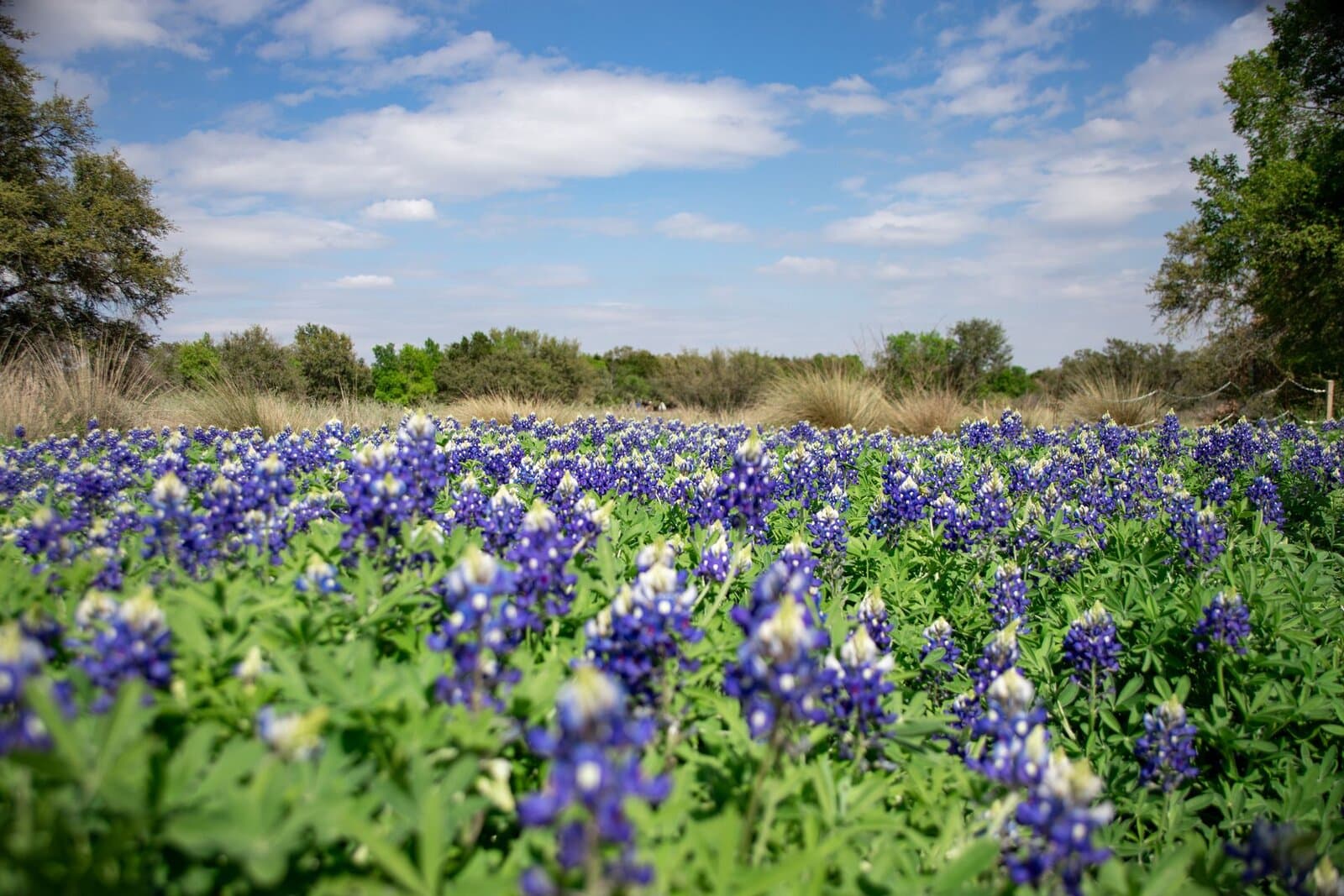 Corporate team building events in Frisco, TX