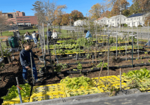 Hydroponics for Hunger