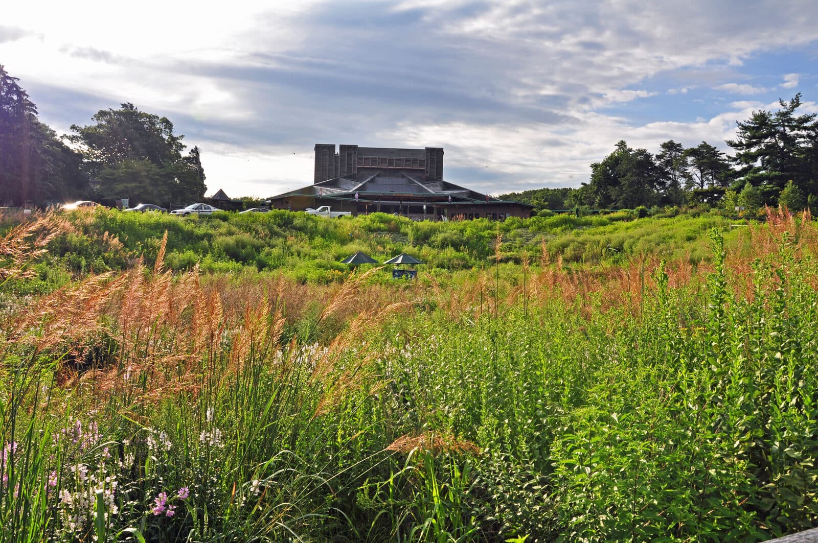 Native meadow grasses and wildflowers at Wolf Trap National Park for the Performing Arts, with the Filene Center behind, Vienna, VA