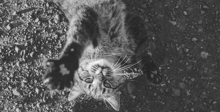A black and white photo of a cat laying on the ground.