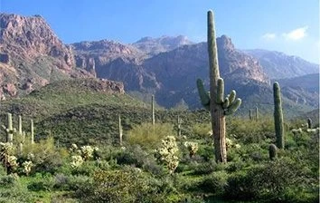 Saguaro cactus in the desert with mountains in the background.