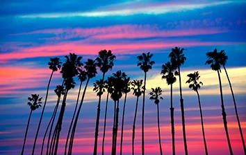 Palm trees silhouetted against a colorful sunset.