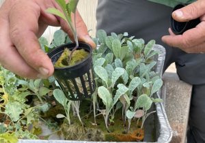 A person is holding a tray of plants in a hydroponics container, ready for donation.